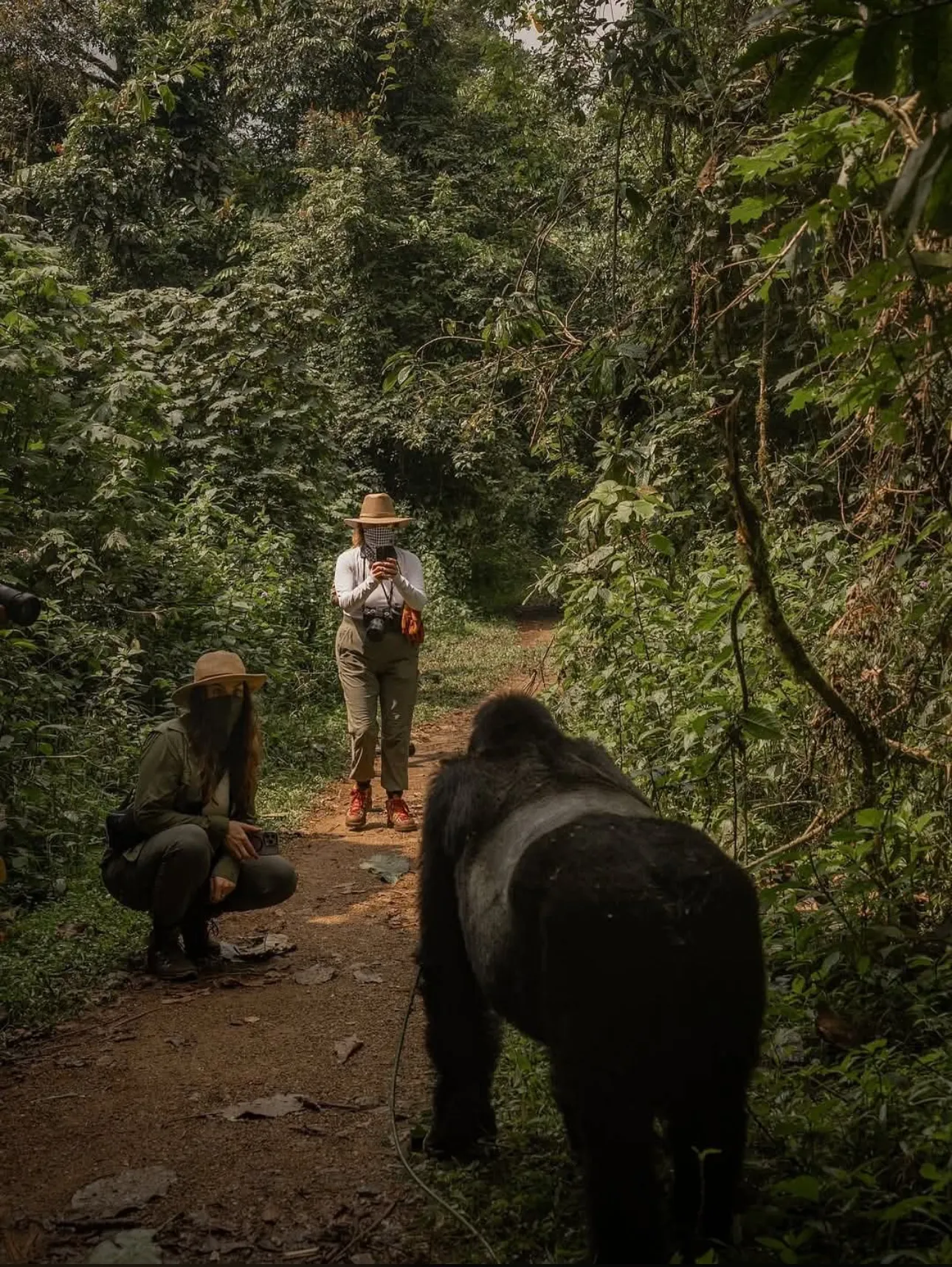 Guests stand on a narrow forest trail in Bwindi during a gorilla encounter, dense vegetation on both sides.