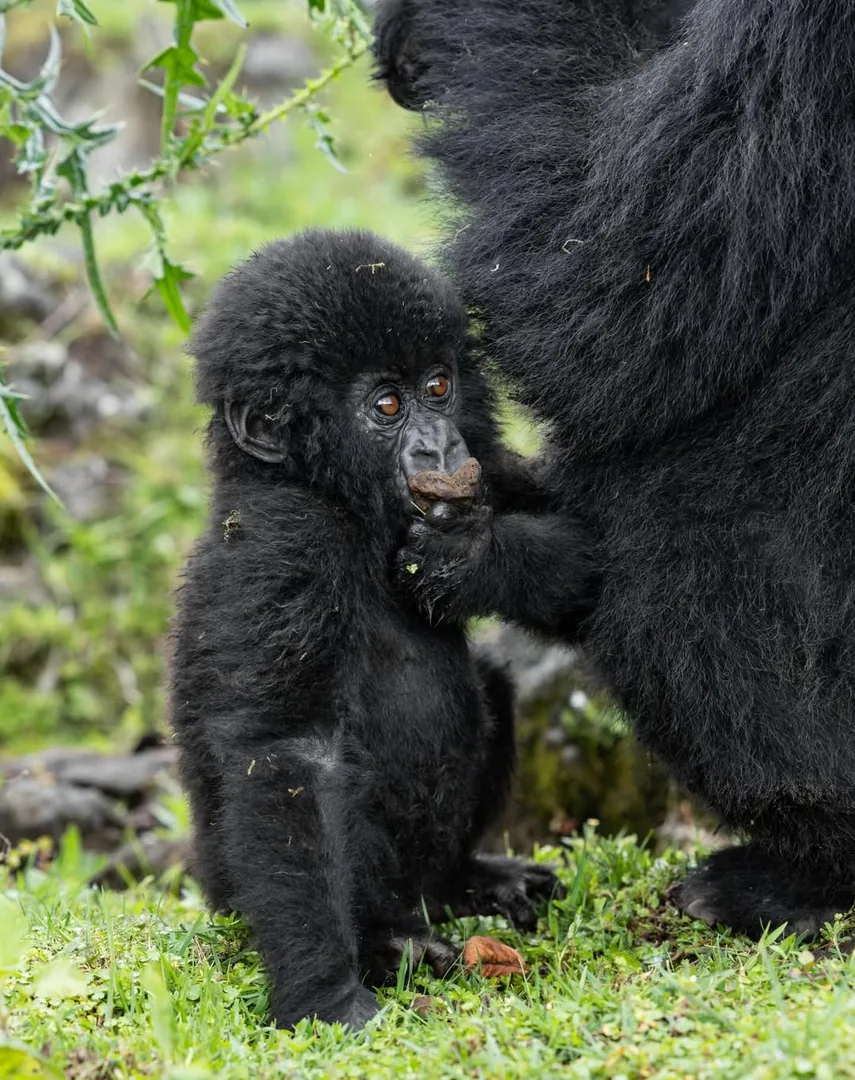 A gorilla mother holds her infant close in the undergrowth