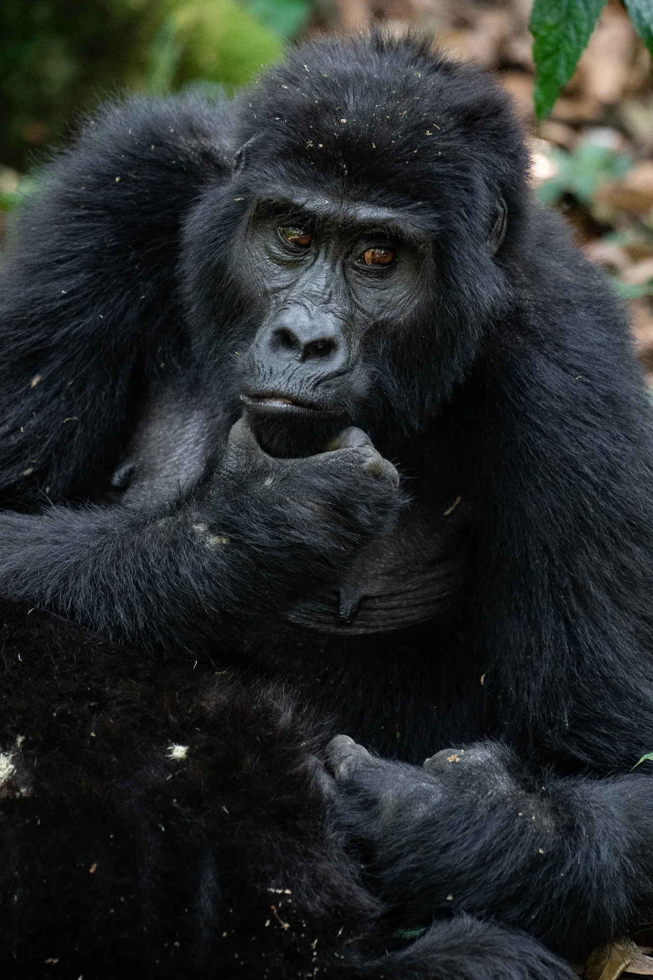 A mountain gorilla feeds quietly in the forest
