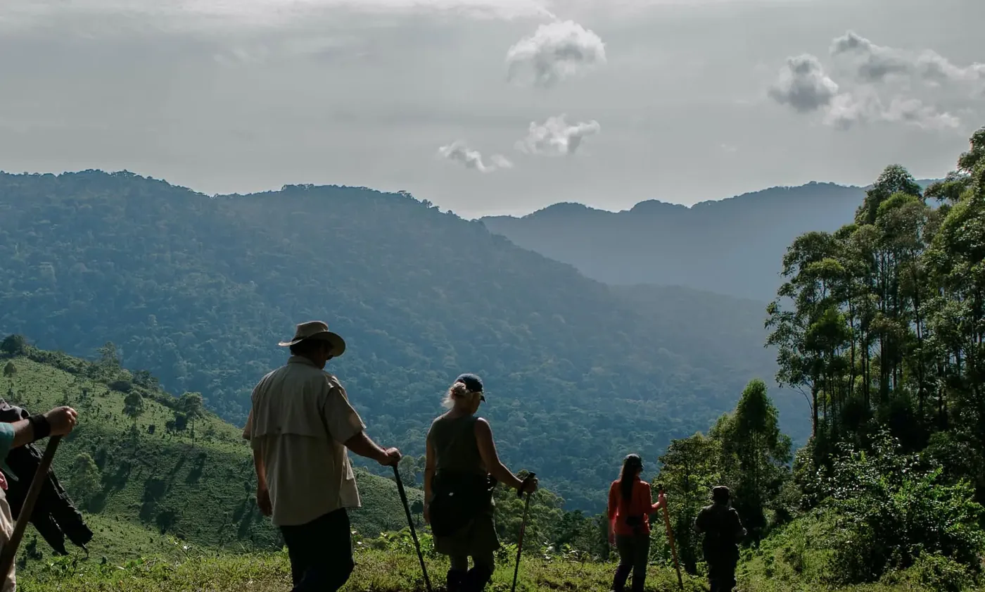 A trekking party walks a misty forest ridge in Bwindi