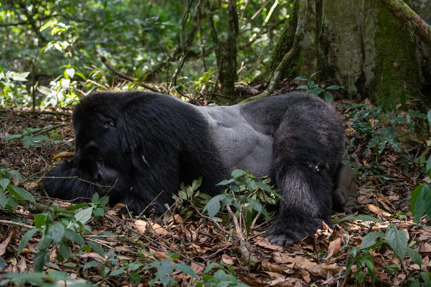 A silverback gorilla lies on leaf litter in dense forest, silver saddle along its back.