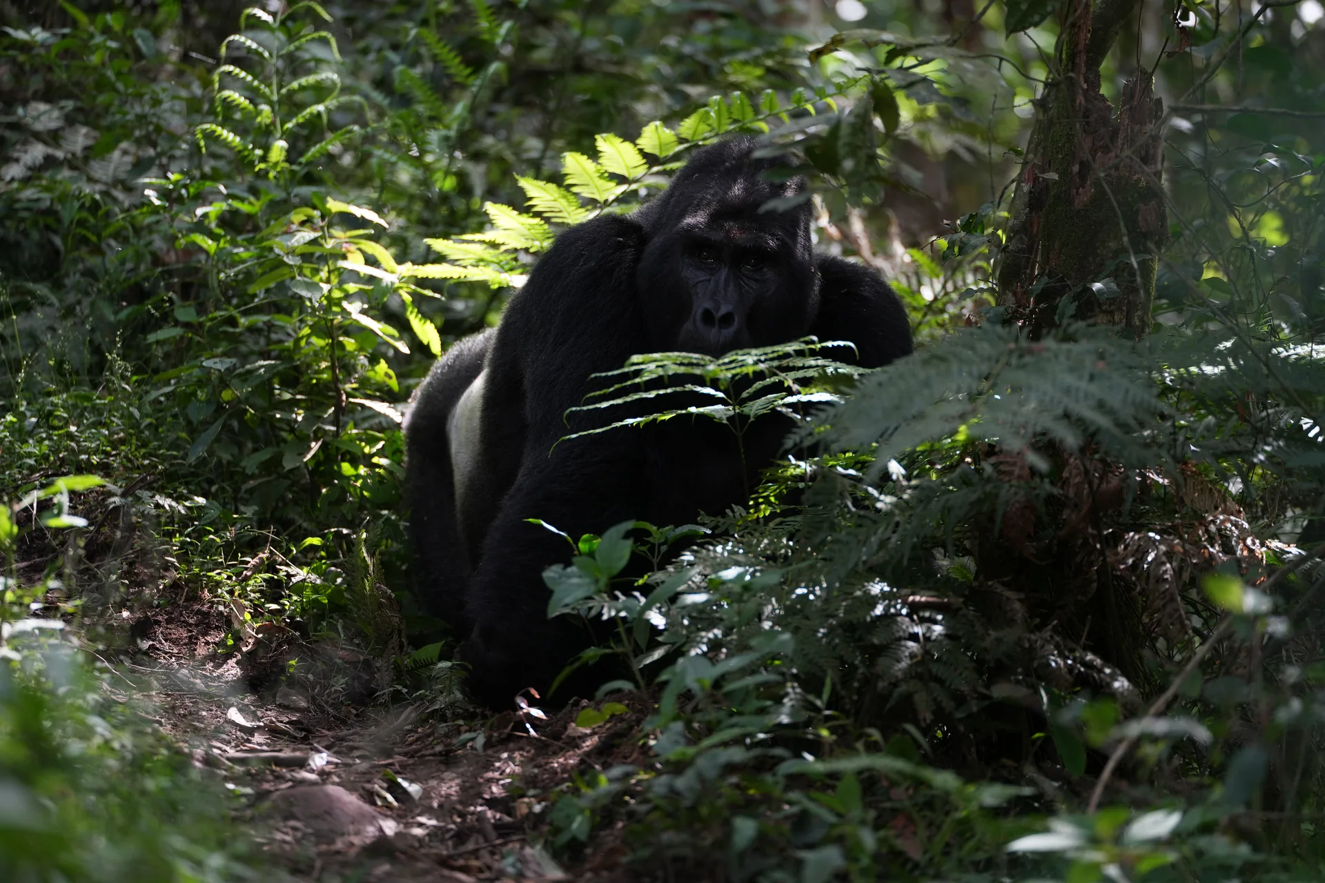 A silverback mountain gorilla sits among ferns in sun-dappled forest, looking toward the camera.