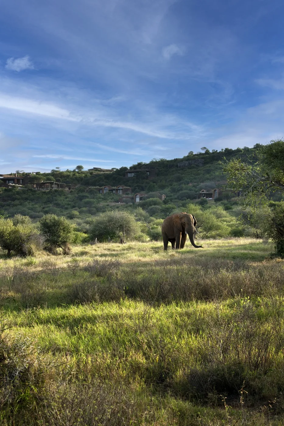 An elephant grazes below a Laikipia lodge