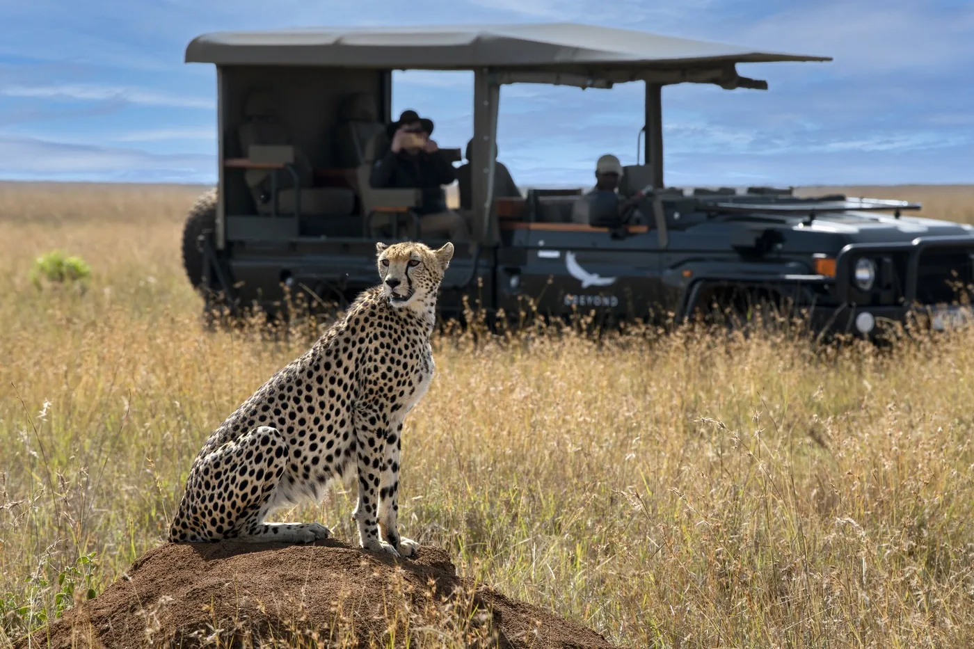 A cheetah surveys the plains from a mound beside the vehicle