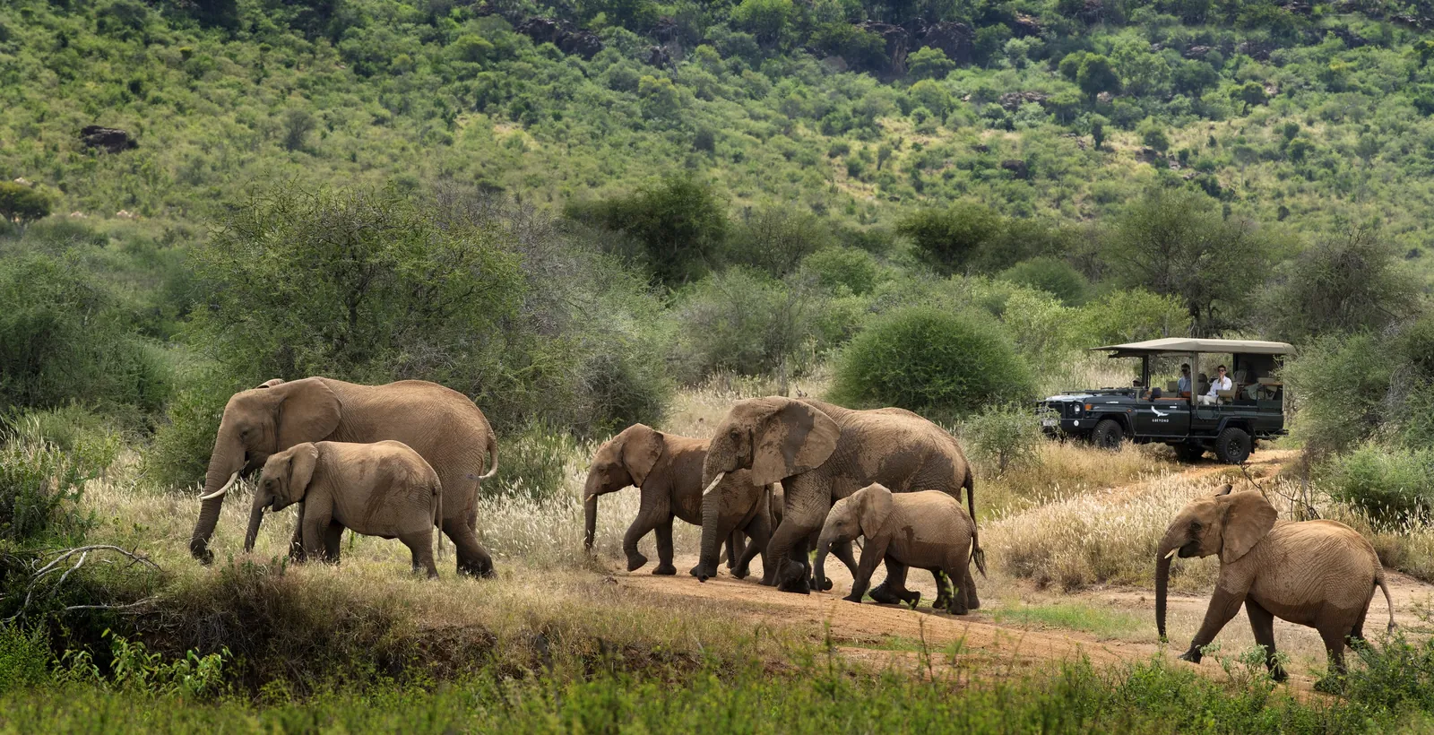 Elephants file past a game-drive vehicle through green Laikipia bush