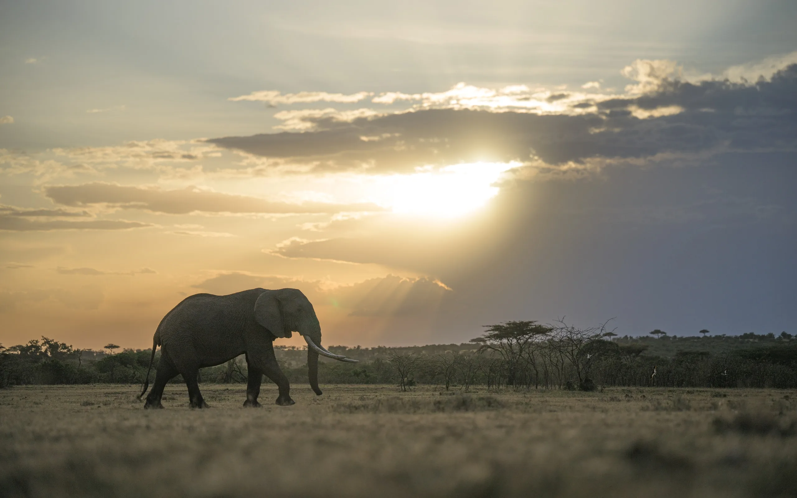 A lone elephant crosses the Laikipia plain under a breaking sunset