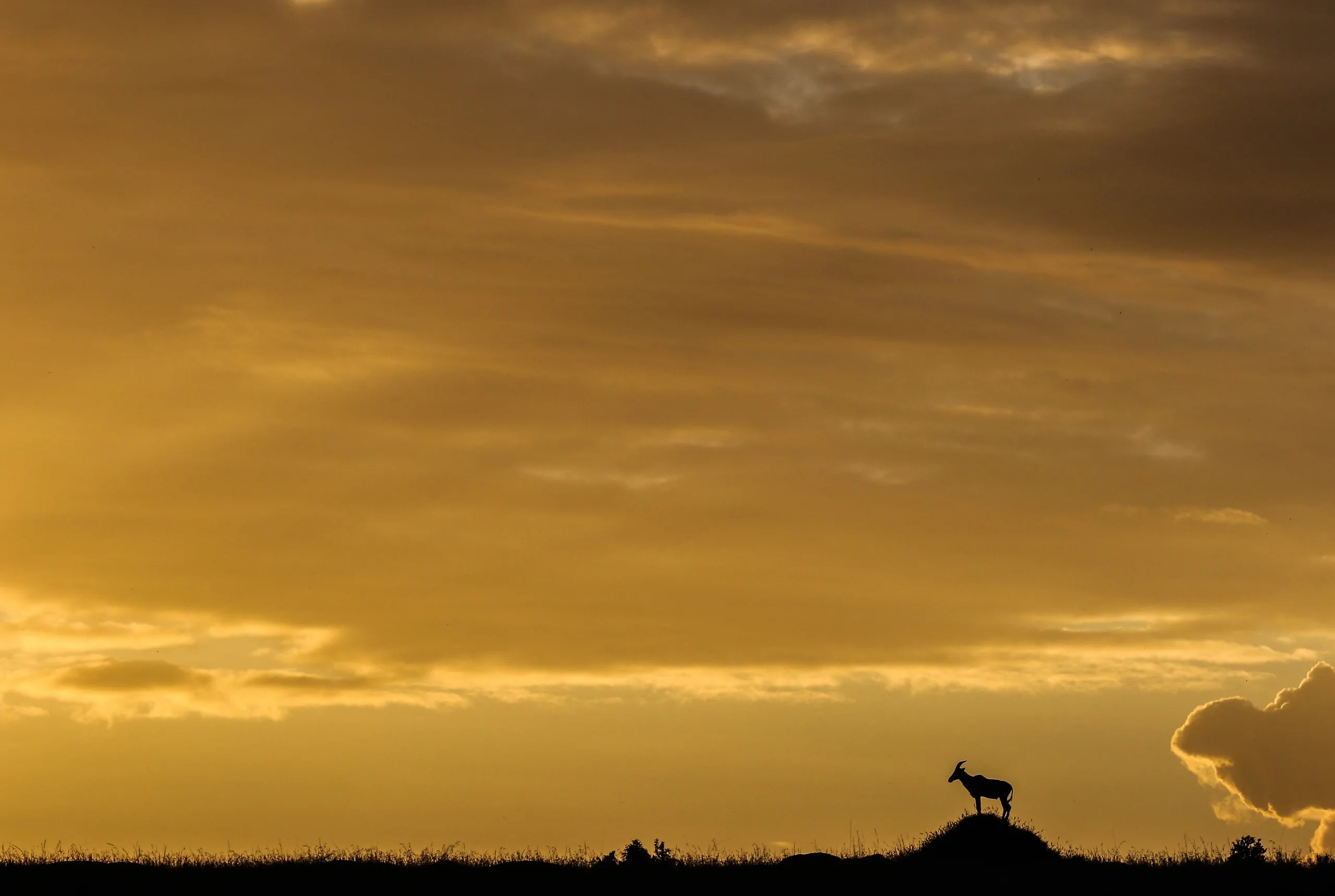 A jackal crosses the ridge line against the last gold of the sky