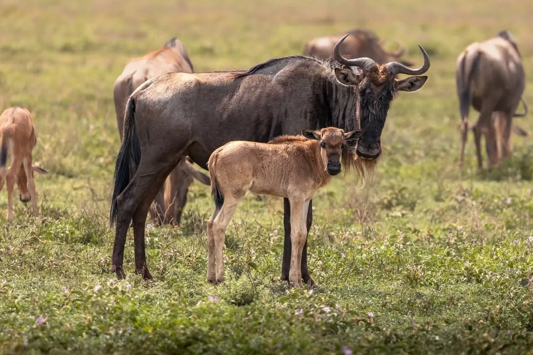 A wildebeest stands with her days-old calf on the short grass