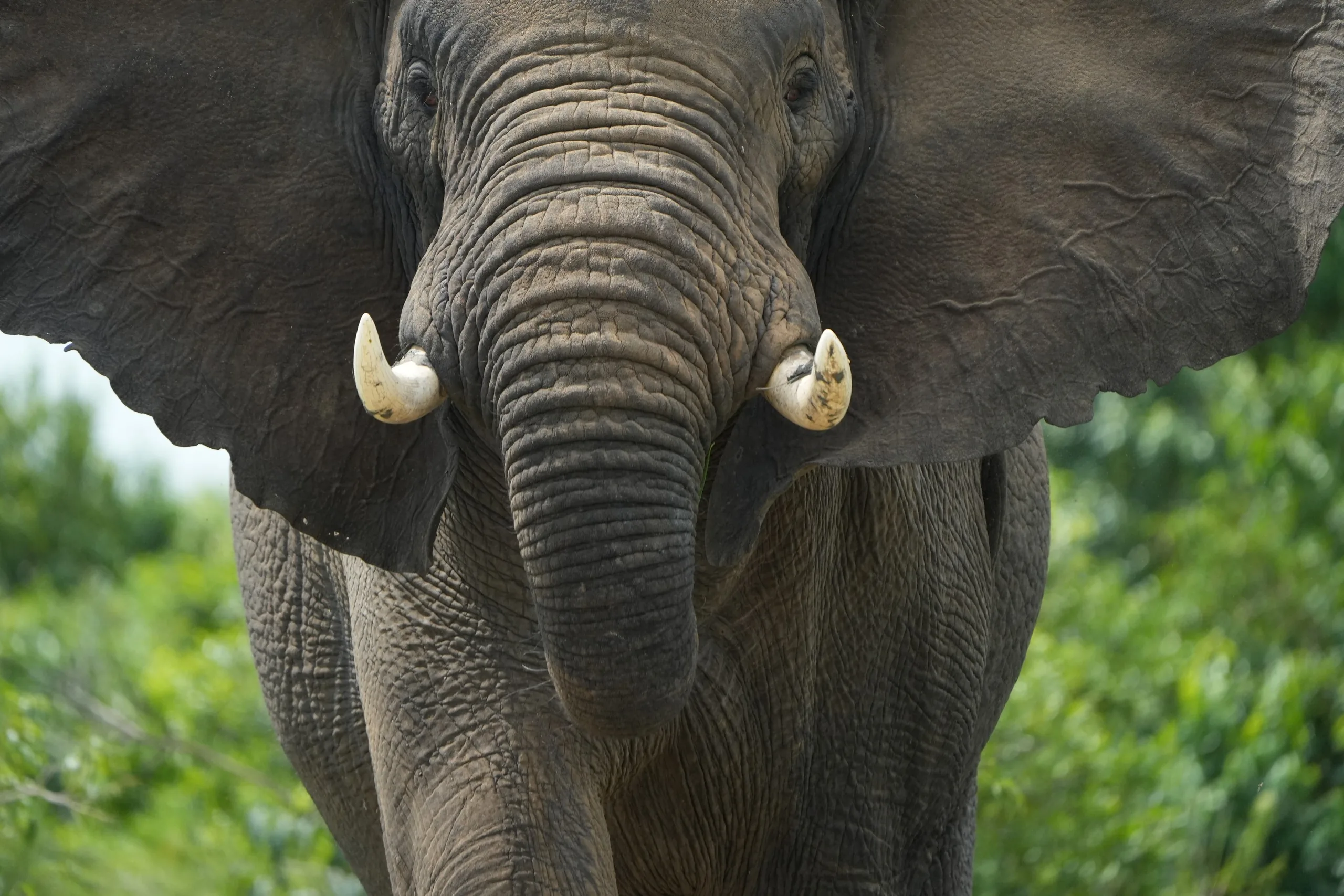 An elephant faces the camera in the green of the savannah