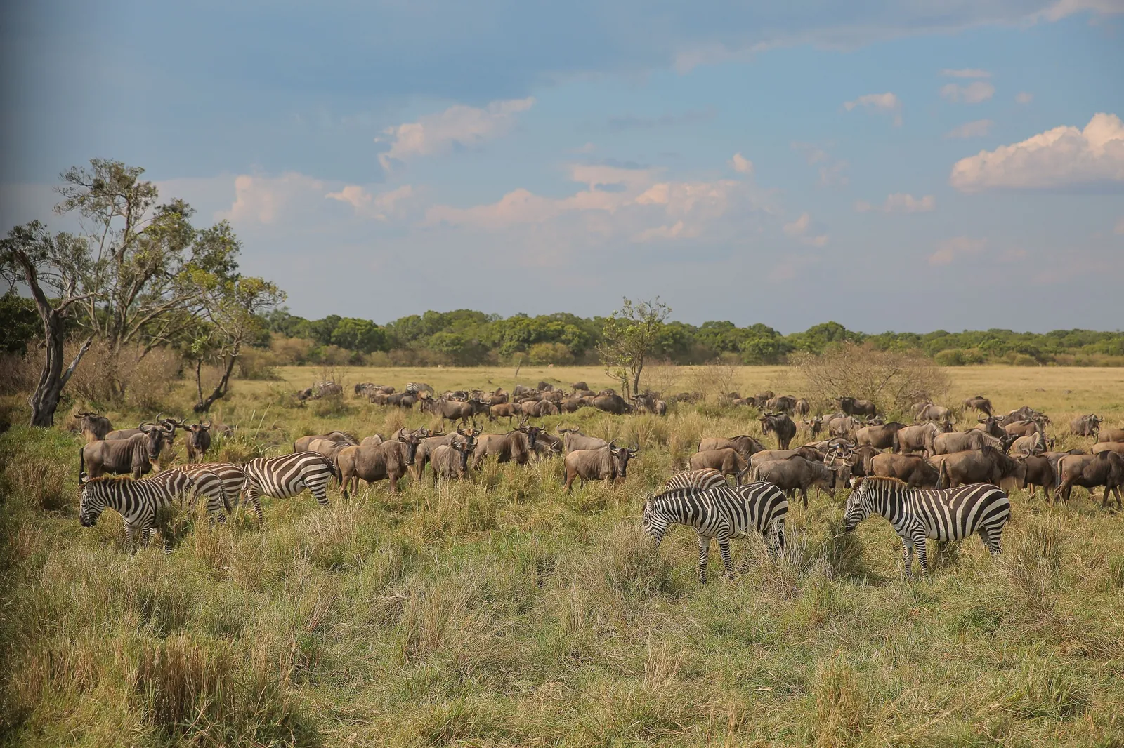 Zebra and wildebeest graze deep green grass after the rains