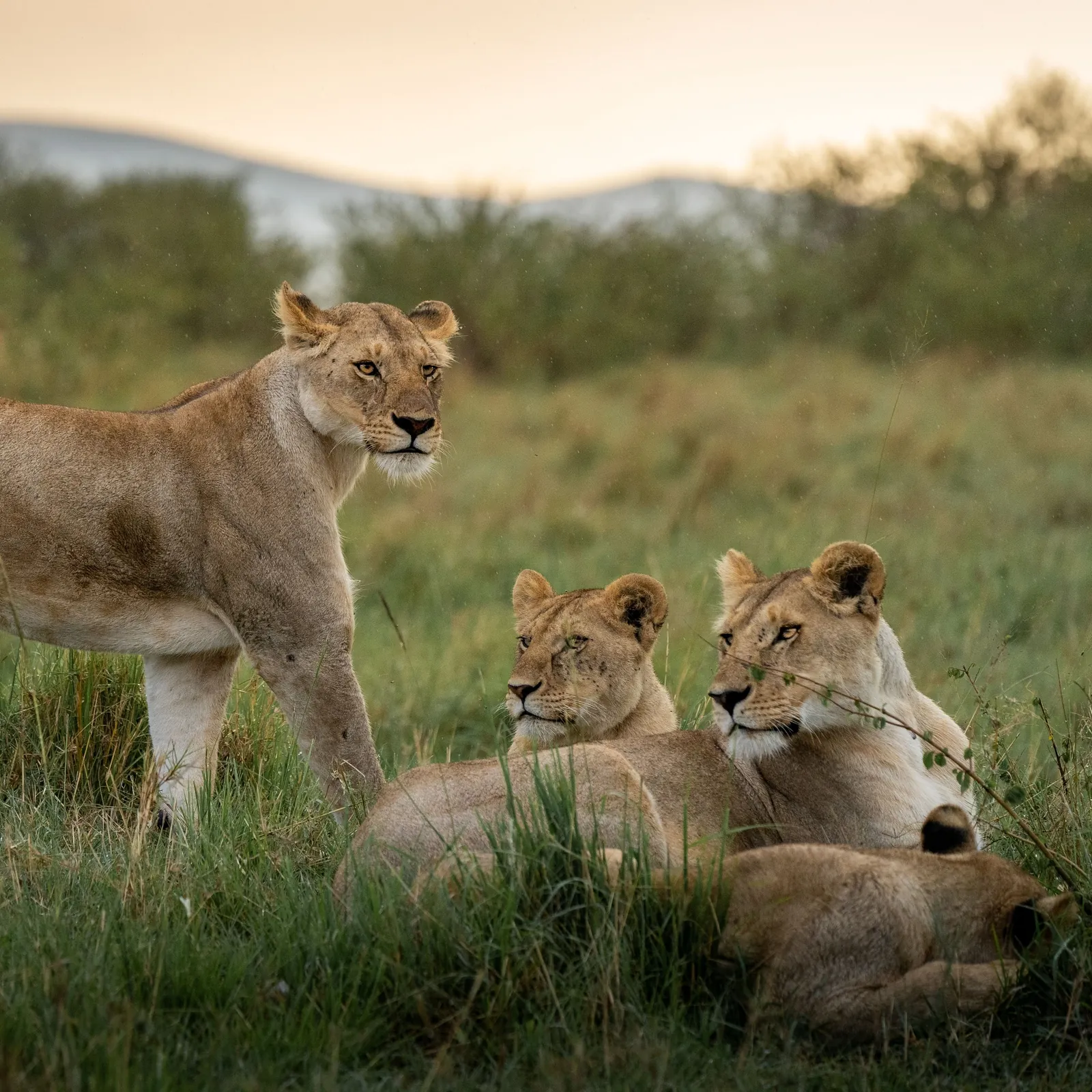 A lioness rests with her grown cubs in the long grass