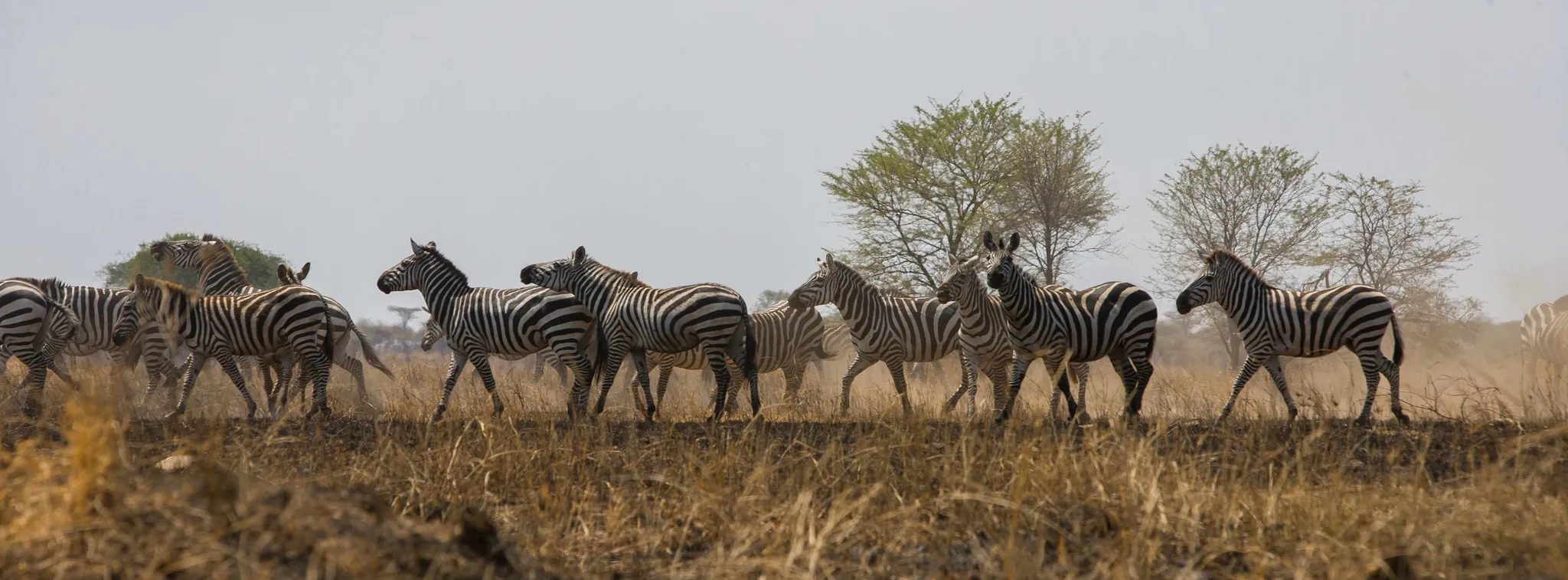A dazzle of zebra strung across the golden Mara grassland