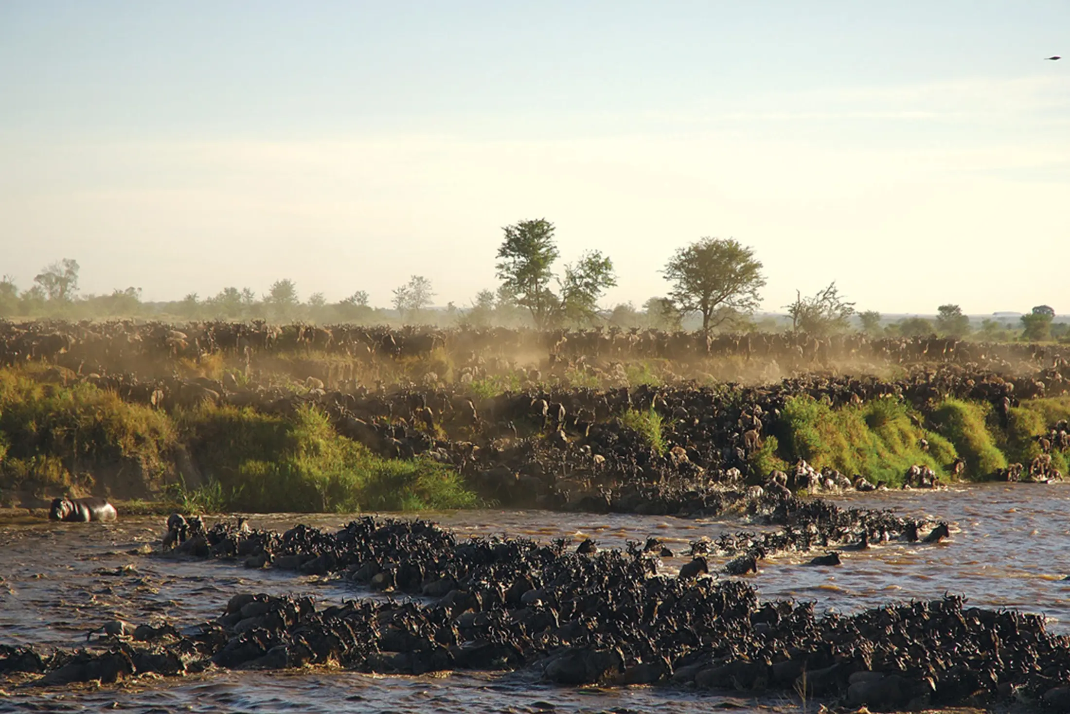Wide view of wildebeest crossing a river in the northern Serengeti
