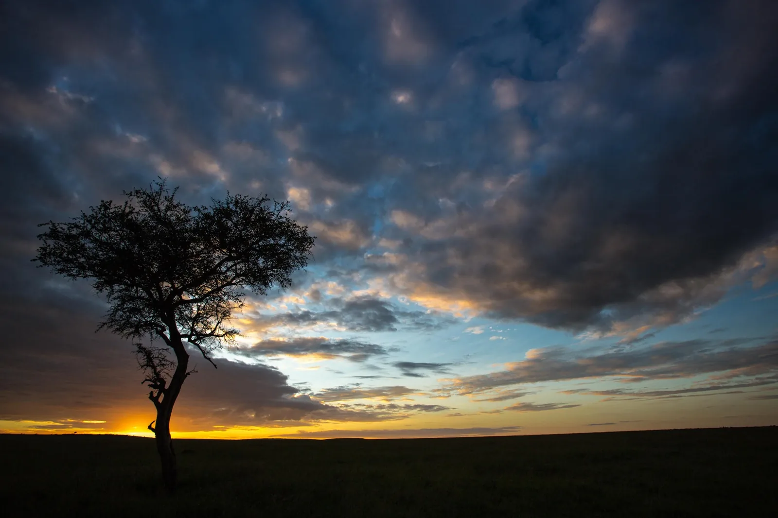 A lone acacia stands against the fading light of the plains