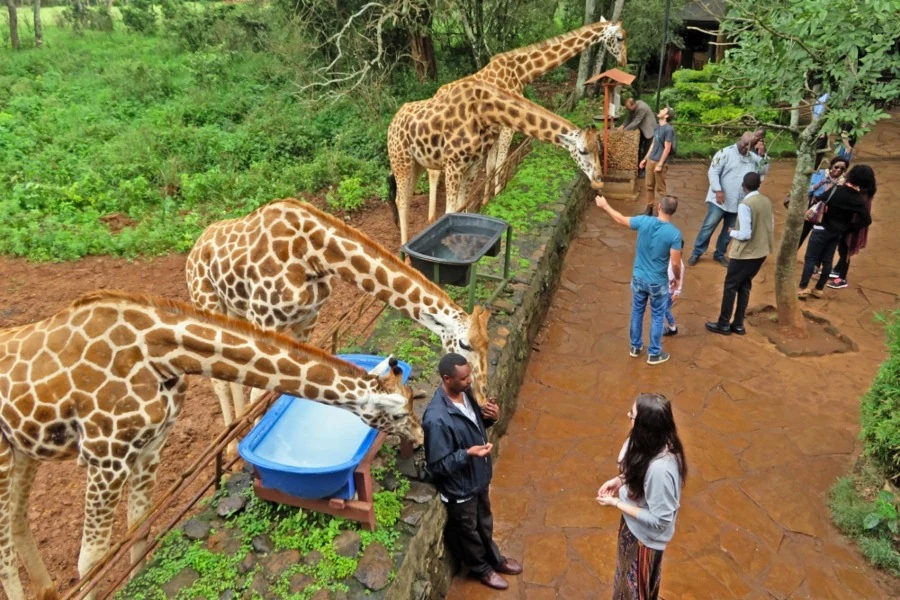 Visitors hand-feed Rothschild giraffes at Nairobi's Giraffe Centre