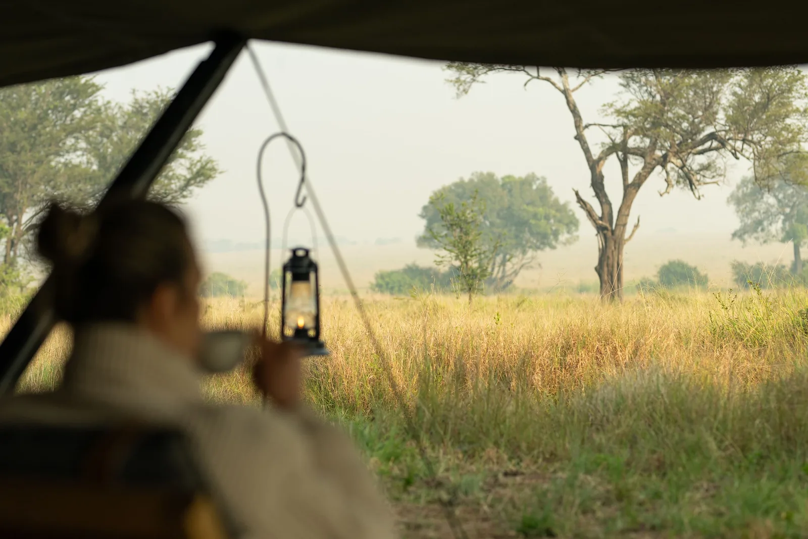 A guest watches the plains from a lamplit tent at dawn