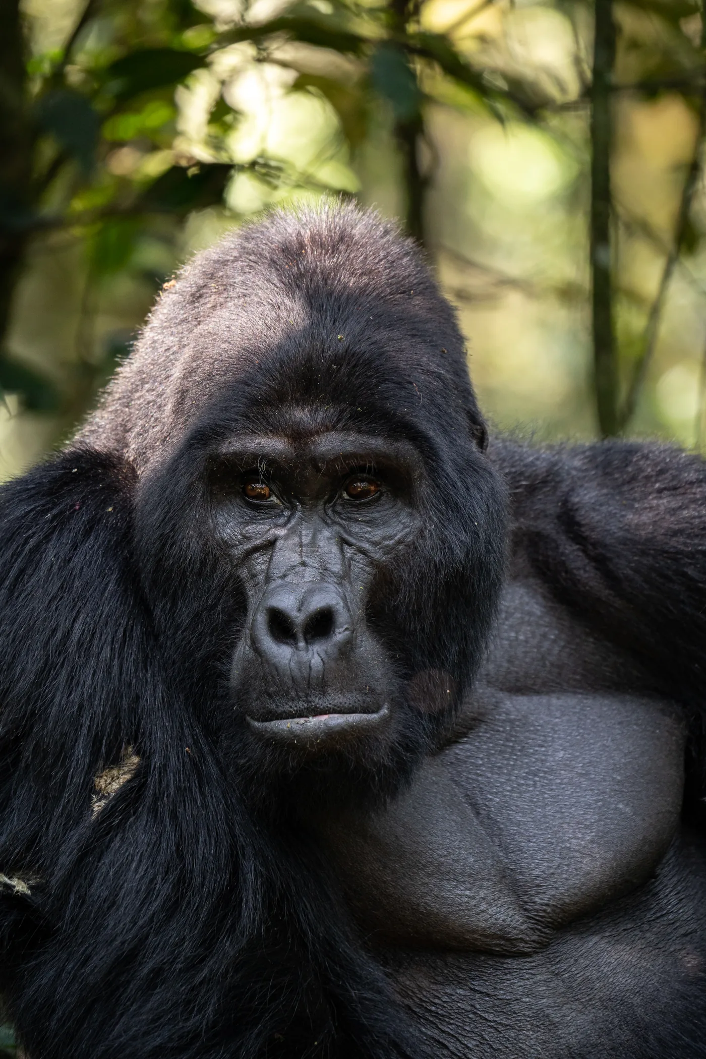 A mountain gorilla silverback faces the camera in Bwindi forest, silver saddle catching the light