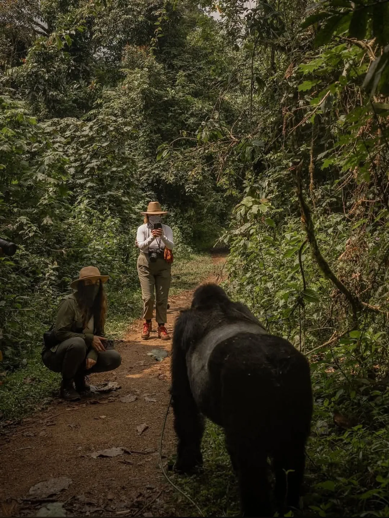 Guests stand on a narrow forest trail in Bwindi during a gorilla encounter, dense vegetation on both sides