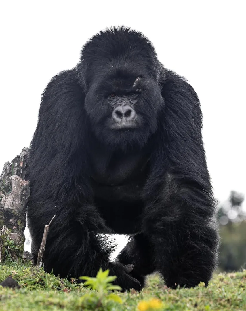 A silverback rests on his knuckles, facing the forest clearing