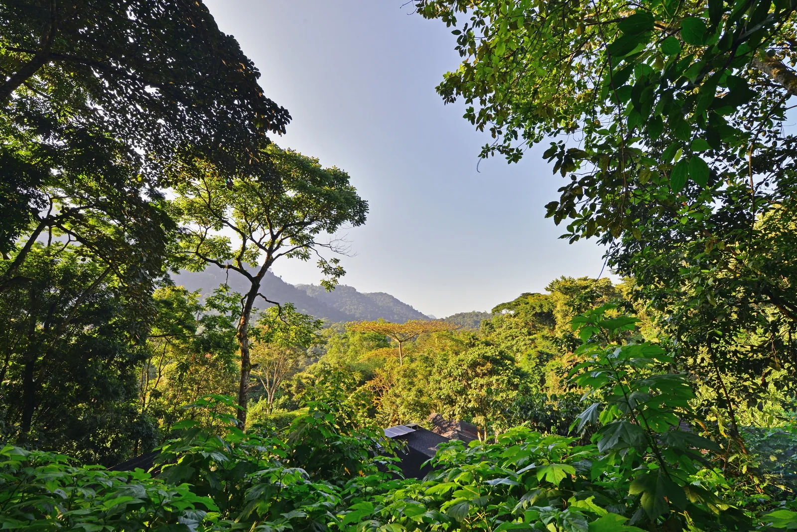 Forested slopes rise beyond the lodge