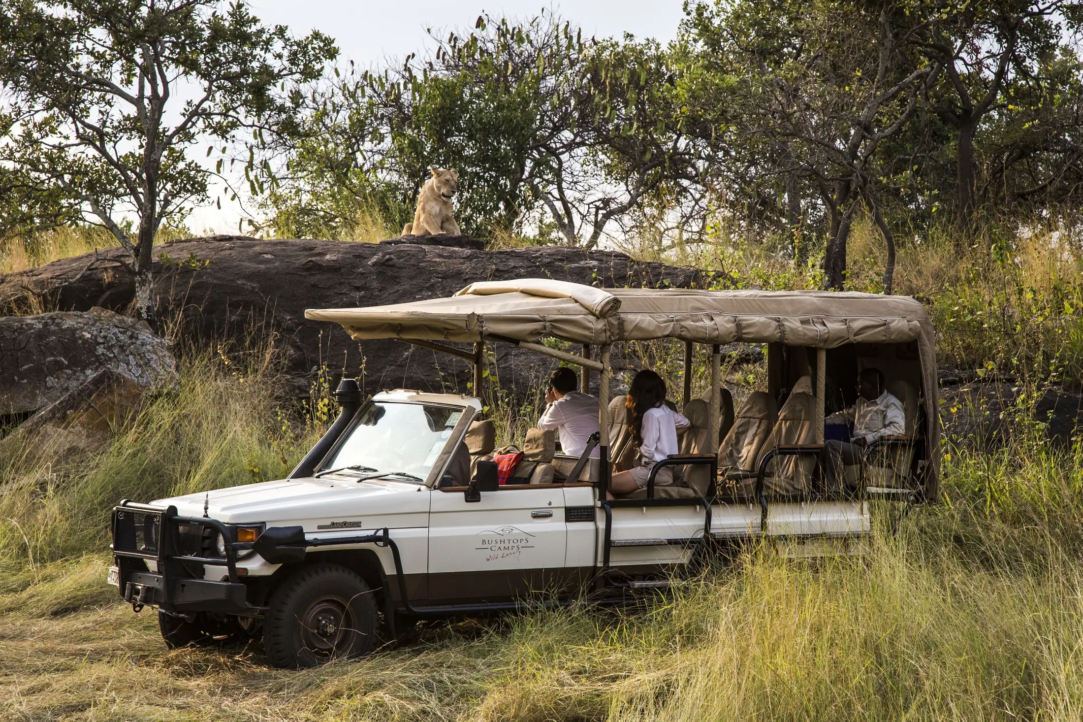 Guests watch from the open cruiser as a lion surveys them from the kopje above