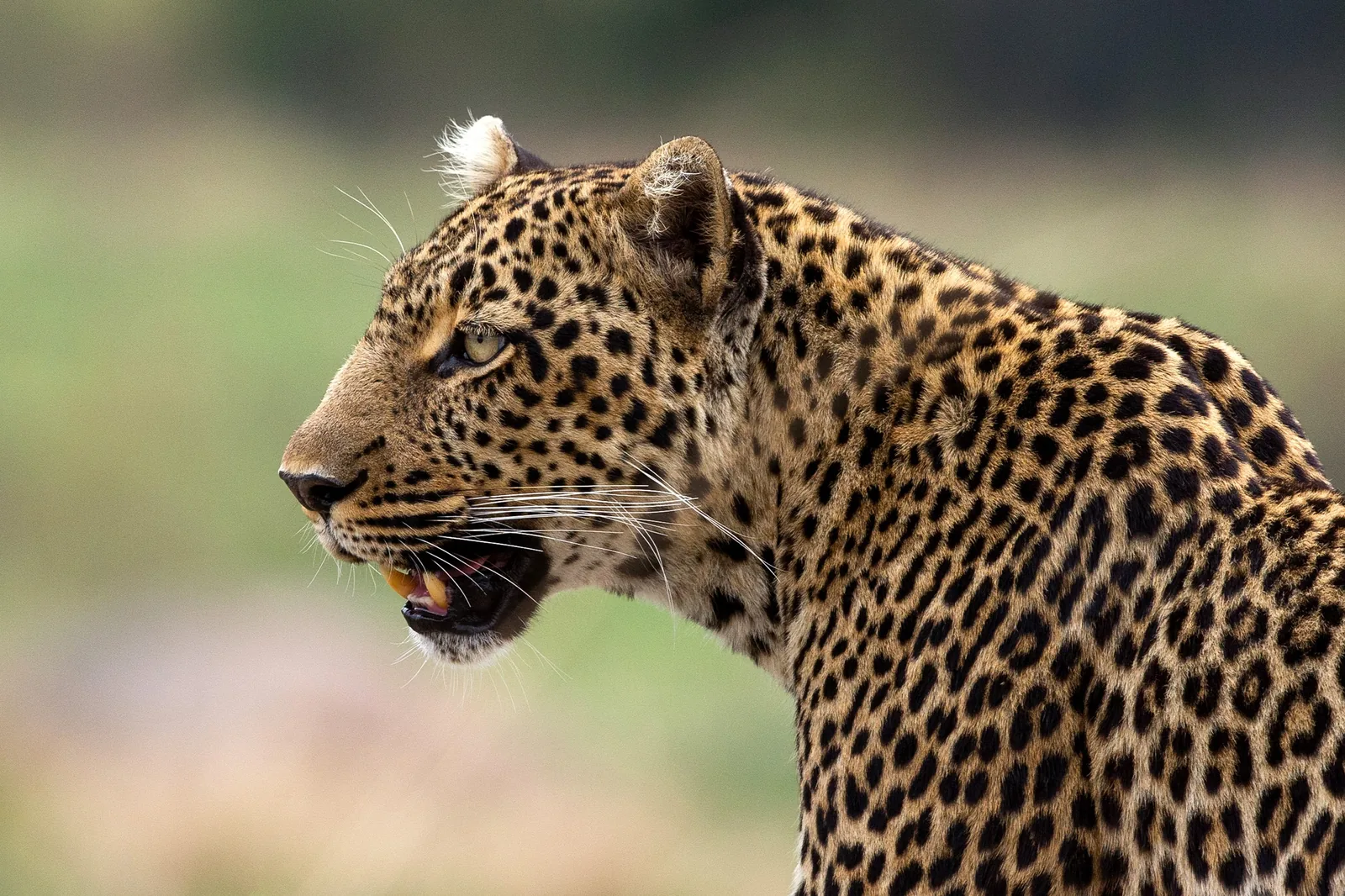 A leopard in portrait, close and unbothered