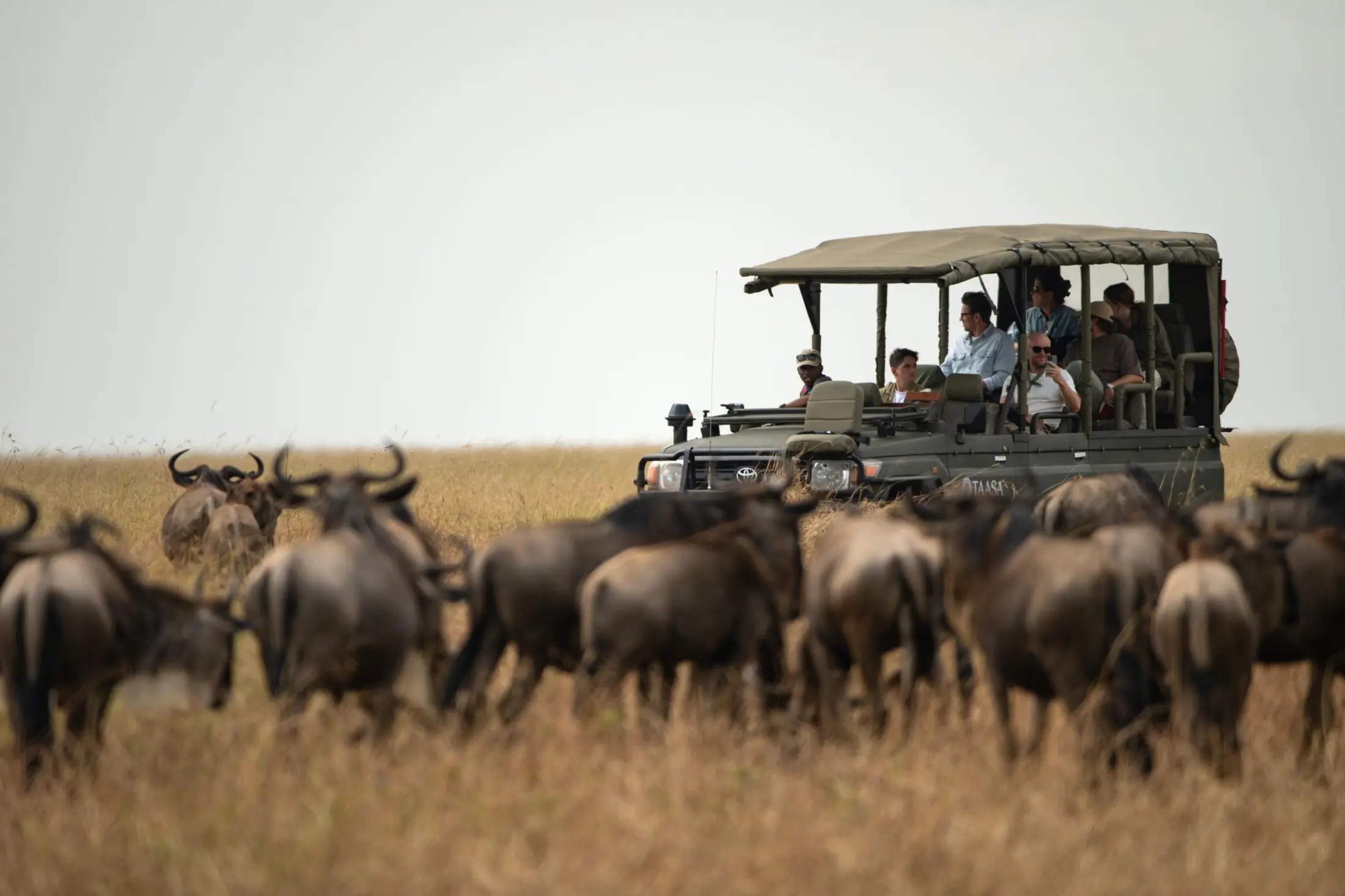 Guests in a safari vehicle surrounded by wildebeest in the Serengeti