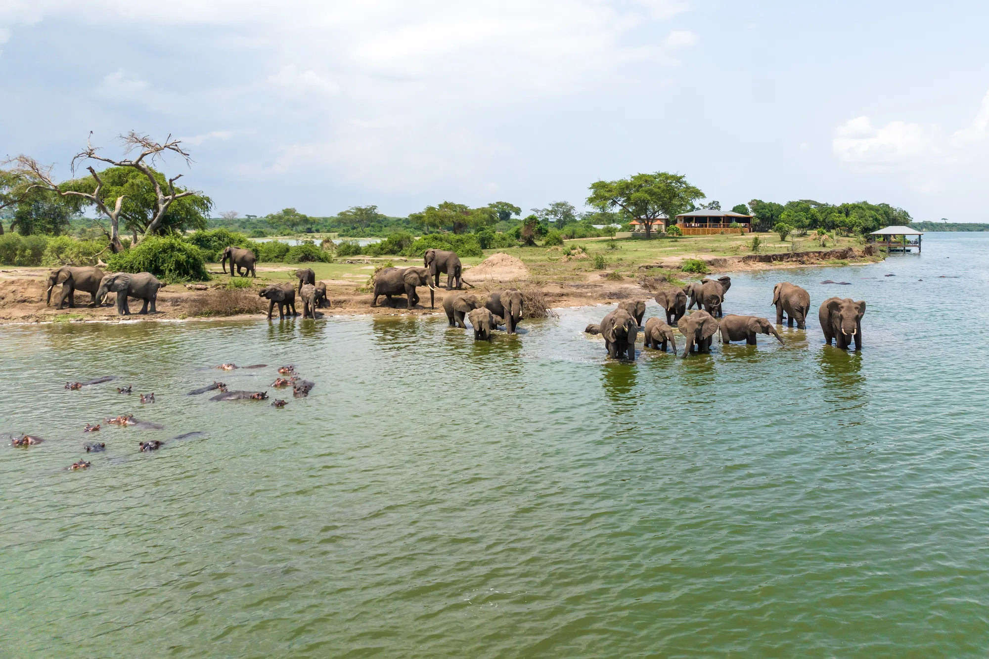 Elephants gather at the water's edge in western Uganda