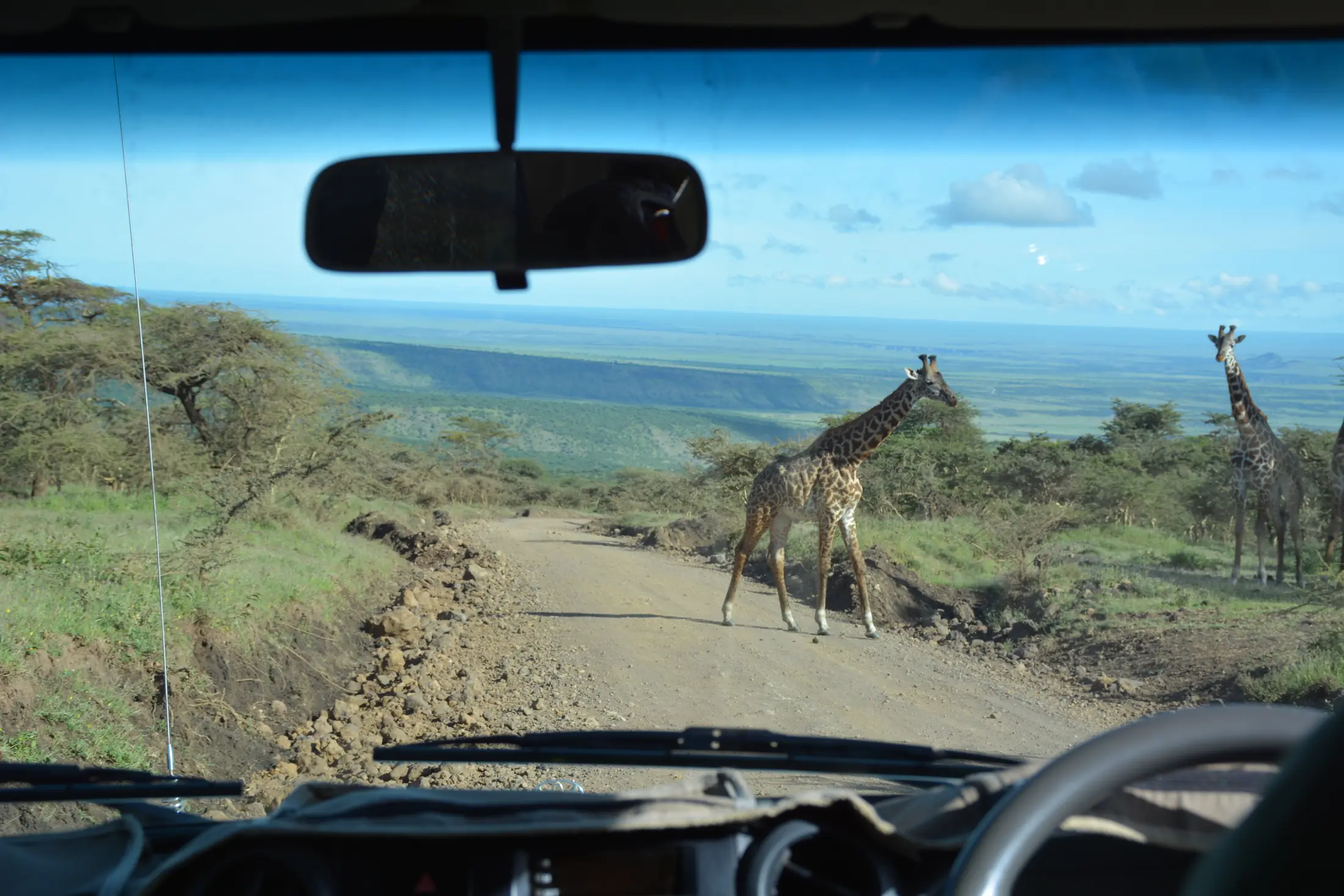 Giraffes crossing a track seen through the windscreen of a safari vehicle