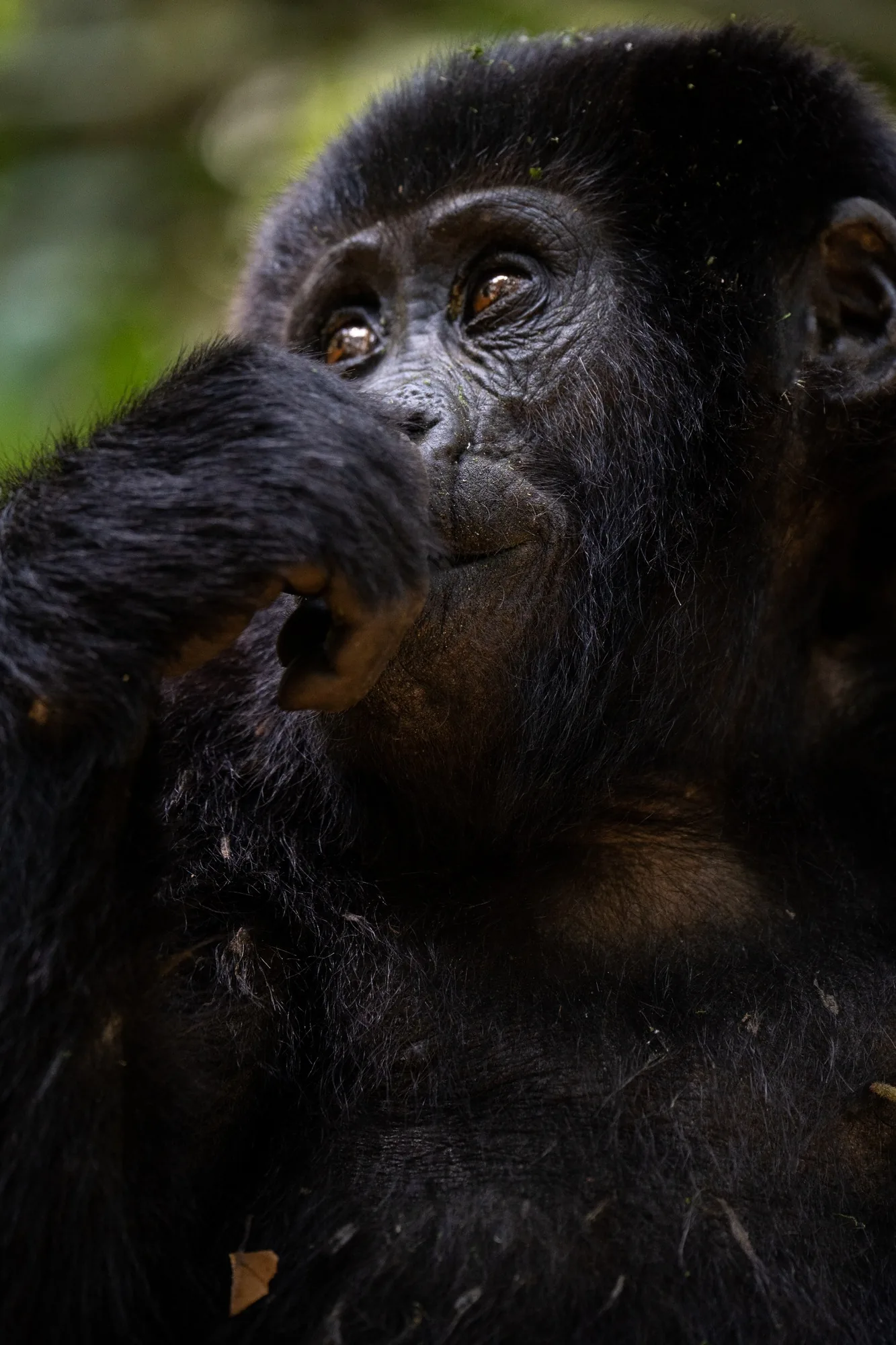 A young gorilla pauses mid-meal in the dark of the forest