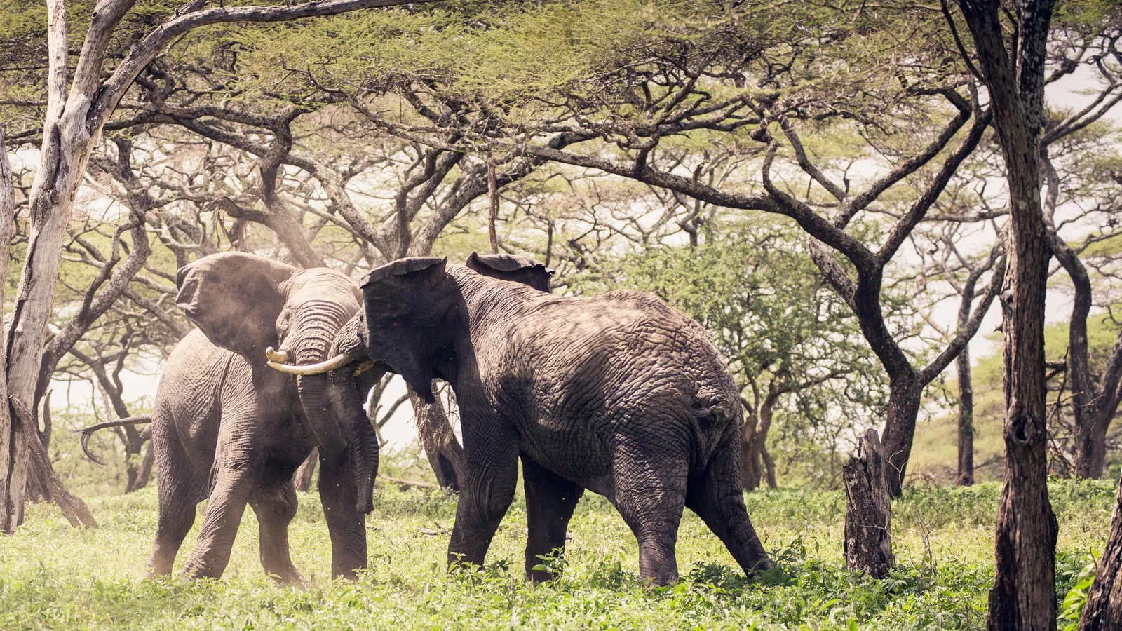 Two young elephants spar beneath the trees