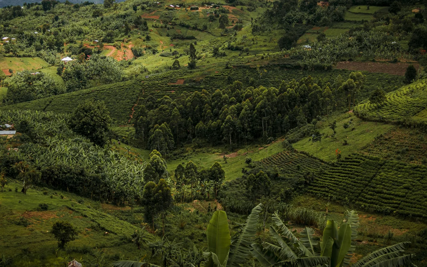 Green terraced hills seen from above