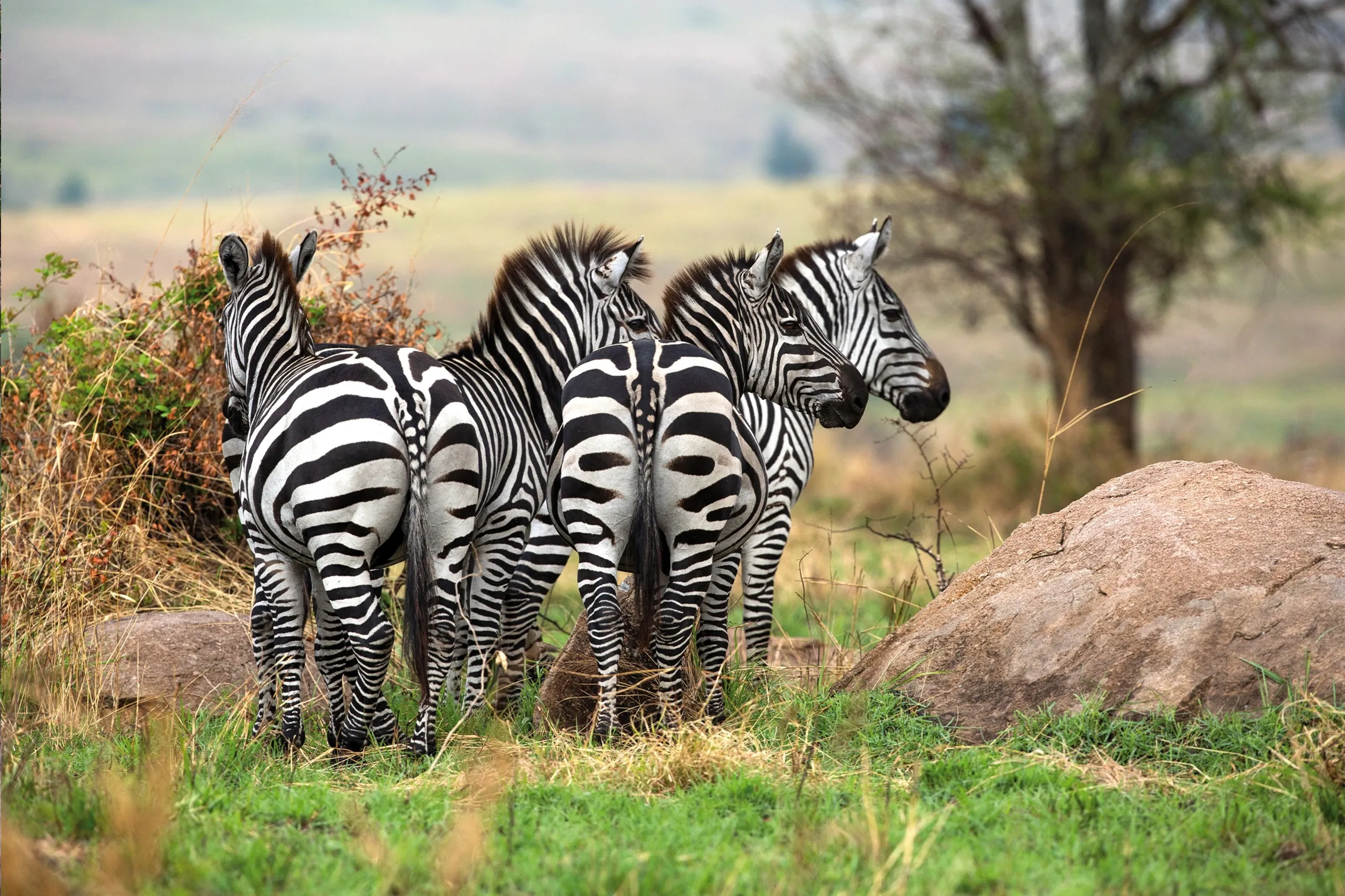 Zebra stand together in the long grass of the northern Serengeti