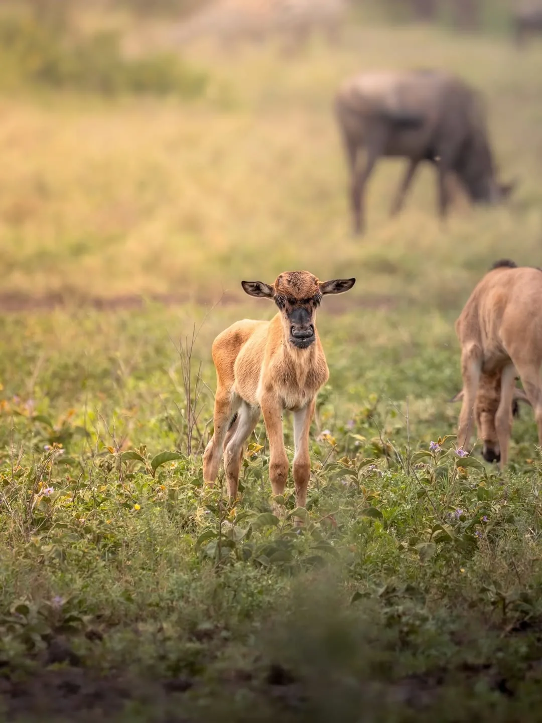 A newborn calf stands in the southern short grass