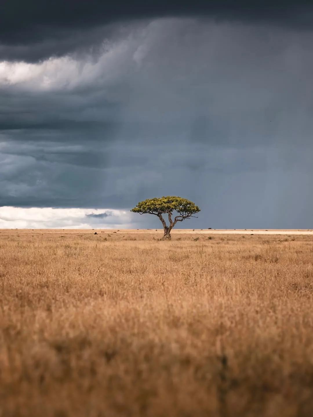 A storm crosses the plains behind a lone acacia
