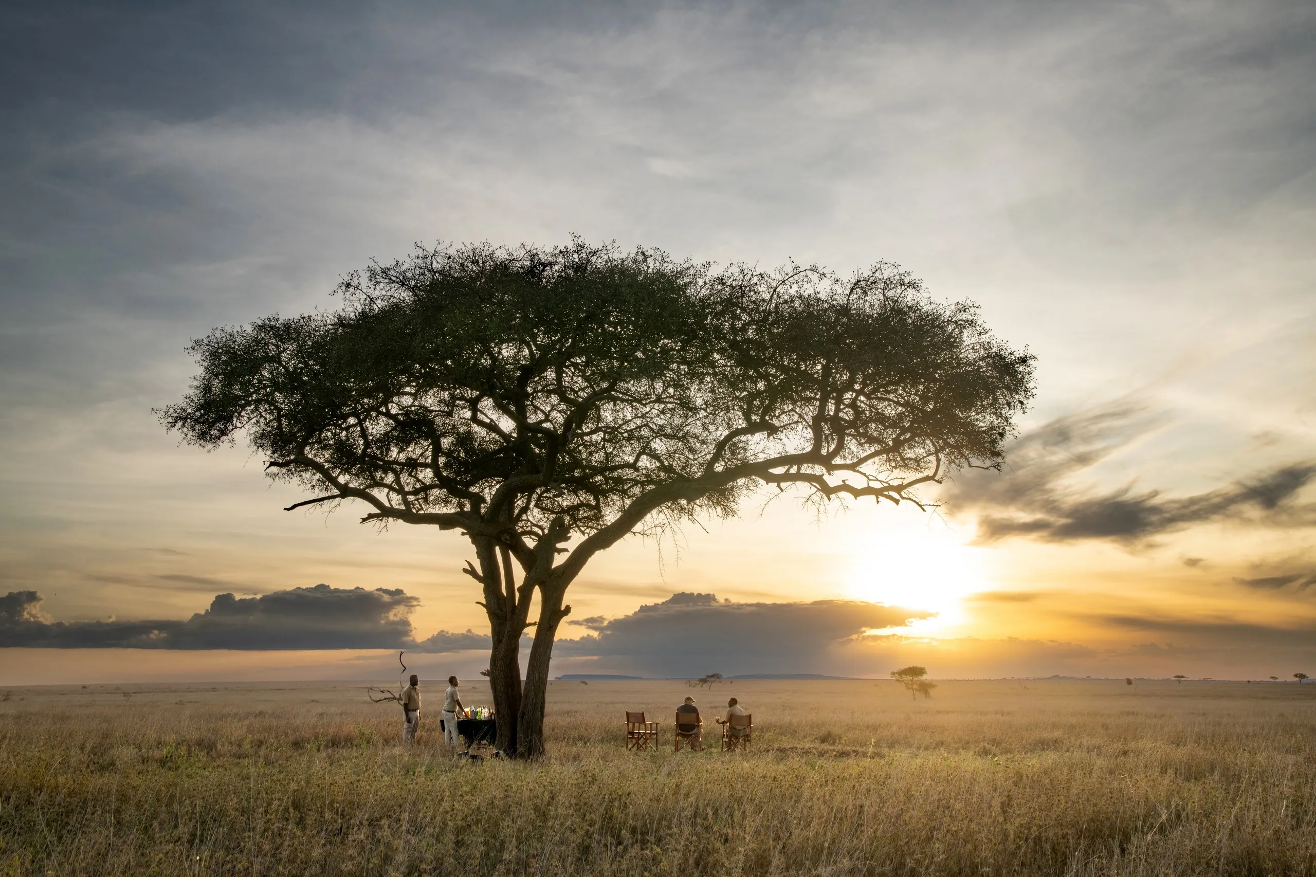 Guests gather under a vast acacia as the Serengeti sun goes down