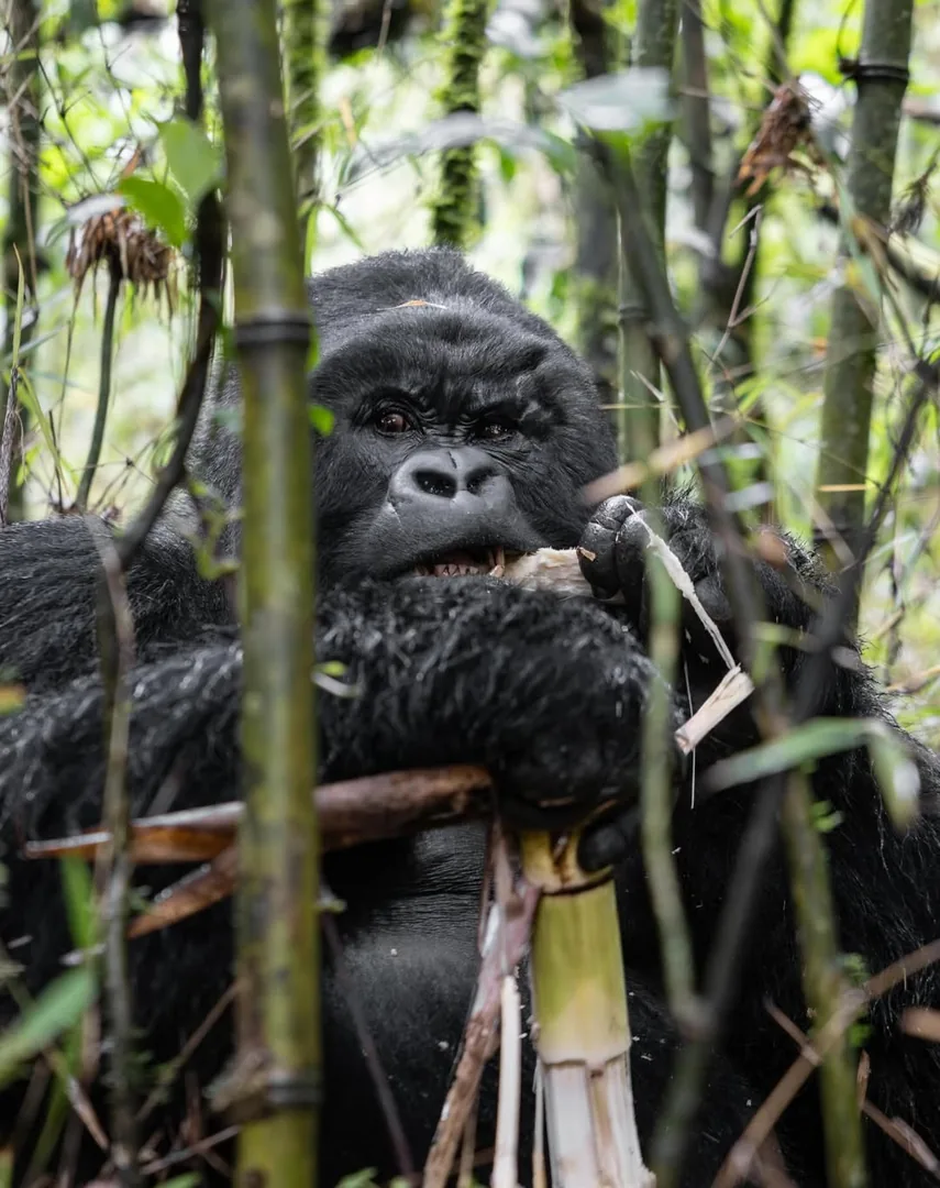 A gorilla feeds in rain-heavy bamboo