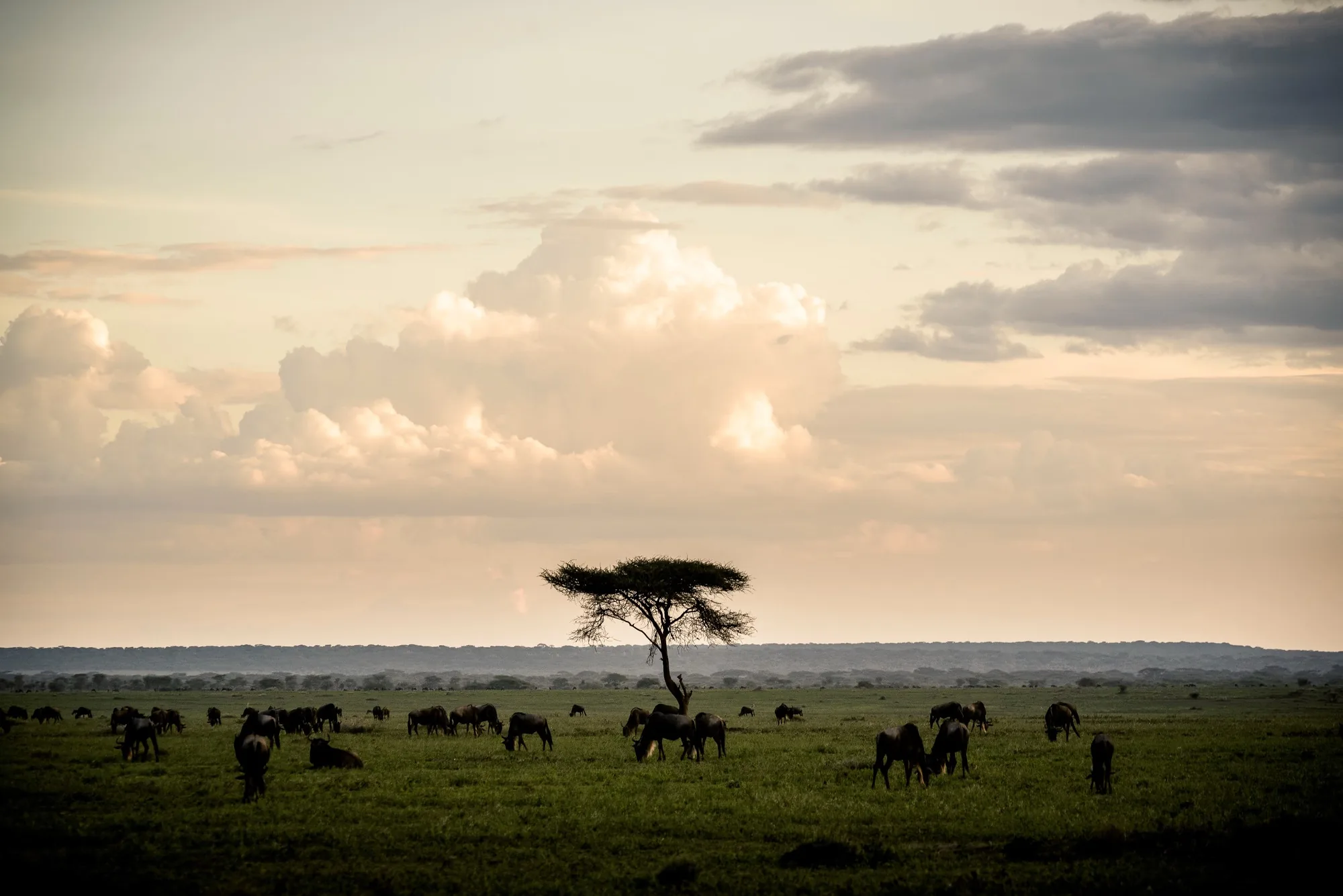 Wildebeest graze the open plains beneath a wide sky