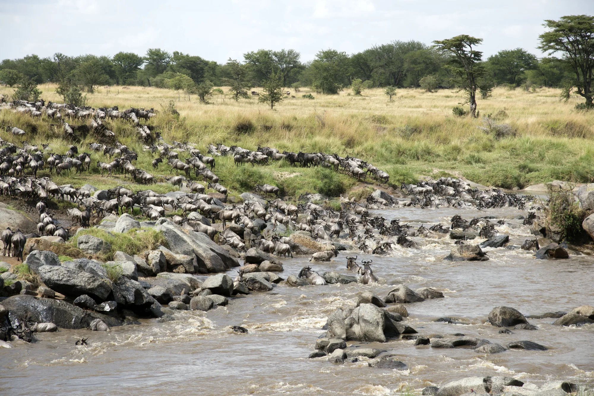 Wildebeest pick their way across a rocky river crossing