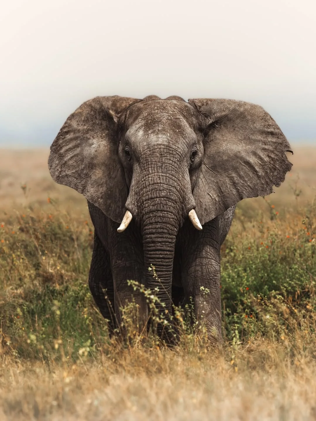 An elephant faces the camera head-on in golden grass
