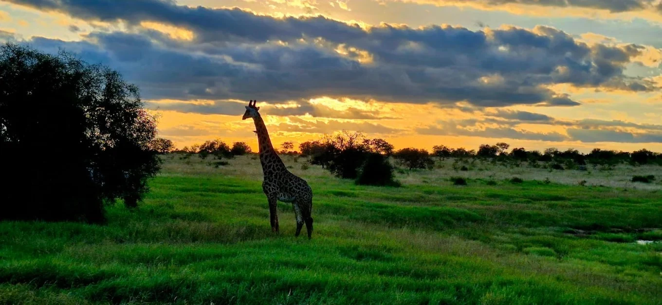 A giraffe stands against a storm sky on Tsavo's green plain
