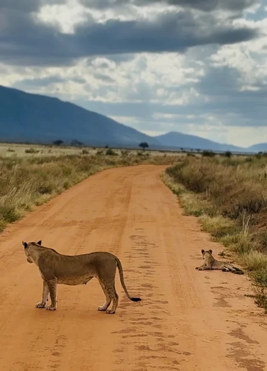 A lioness crosses Tsavo's red dirt road, a cub waiting in the grass