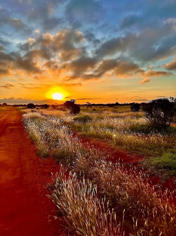 Tsavo's red earth road runs into the sunset grass