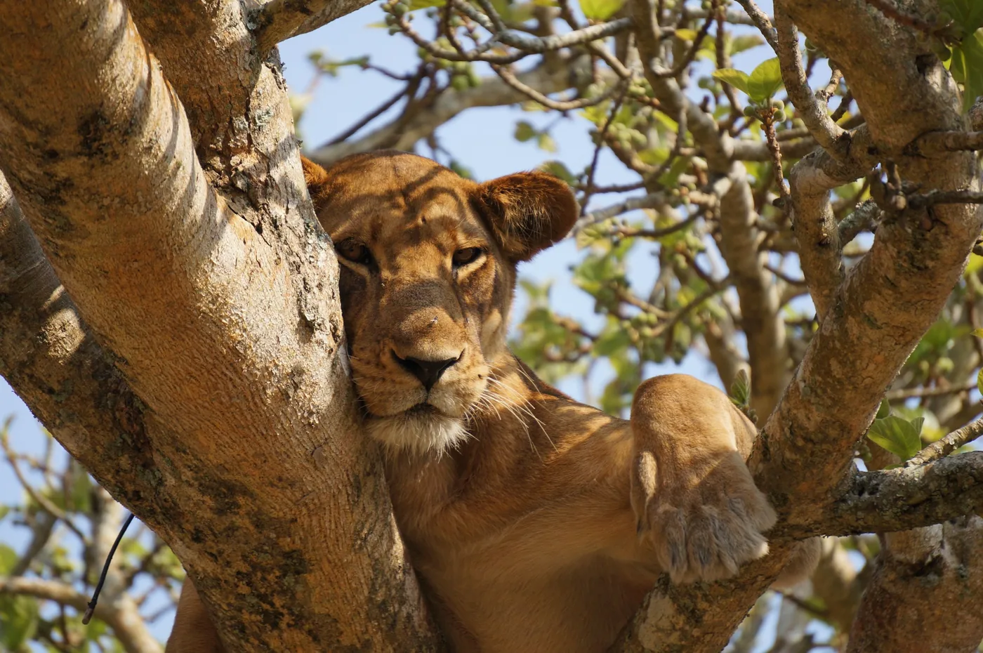 A lion rests in the branches of a fig tree in Ishasha