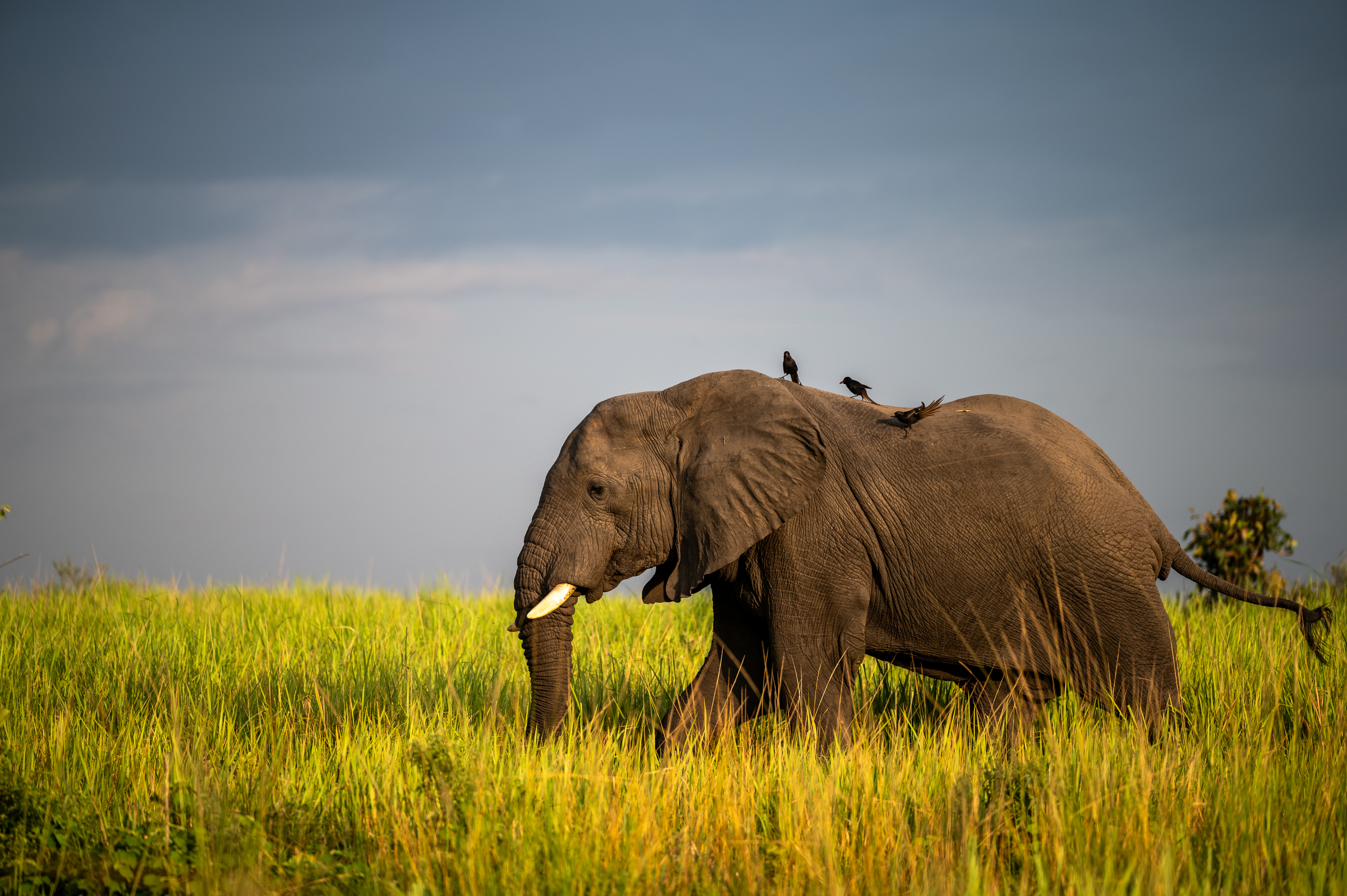 An elephant walks through sunlit grass under a grey sky, two birds on its back