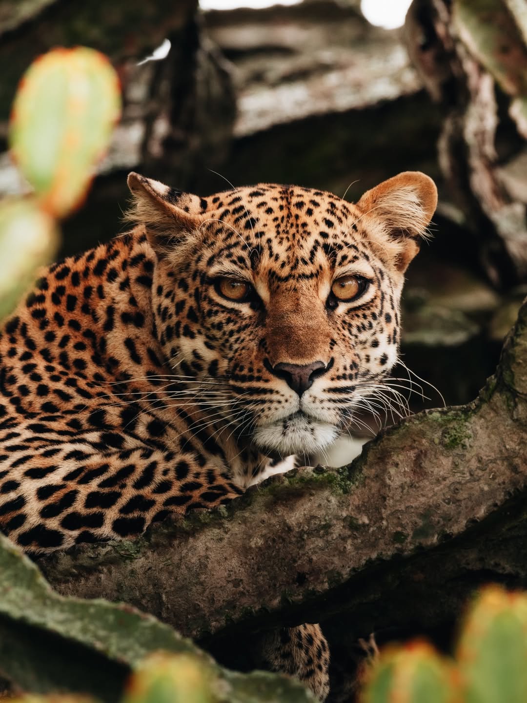 A leopard photographed closely on safari