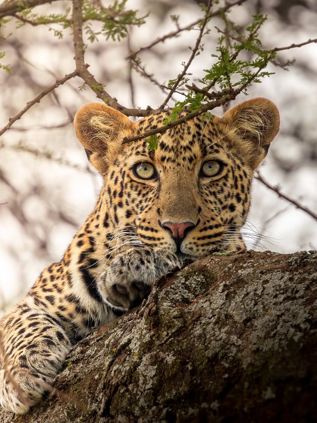 Laikipia in Kenya