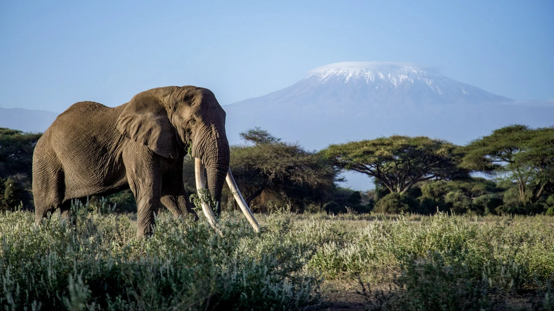 An elephant with Kilimanjaro behind