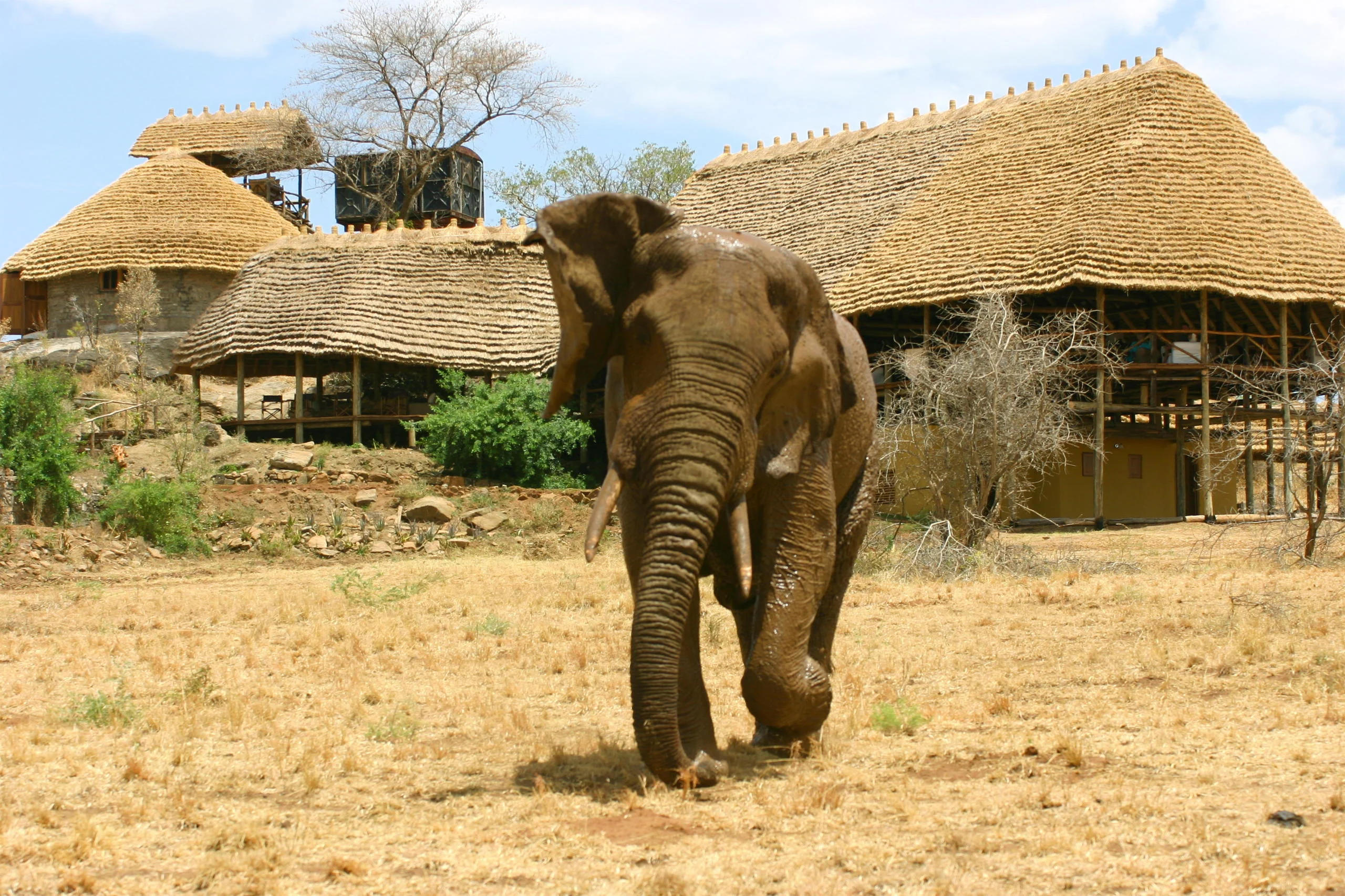 An elephant walking past the thatched rooms
