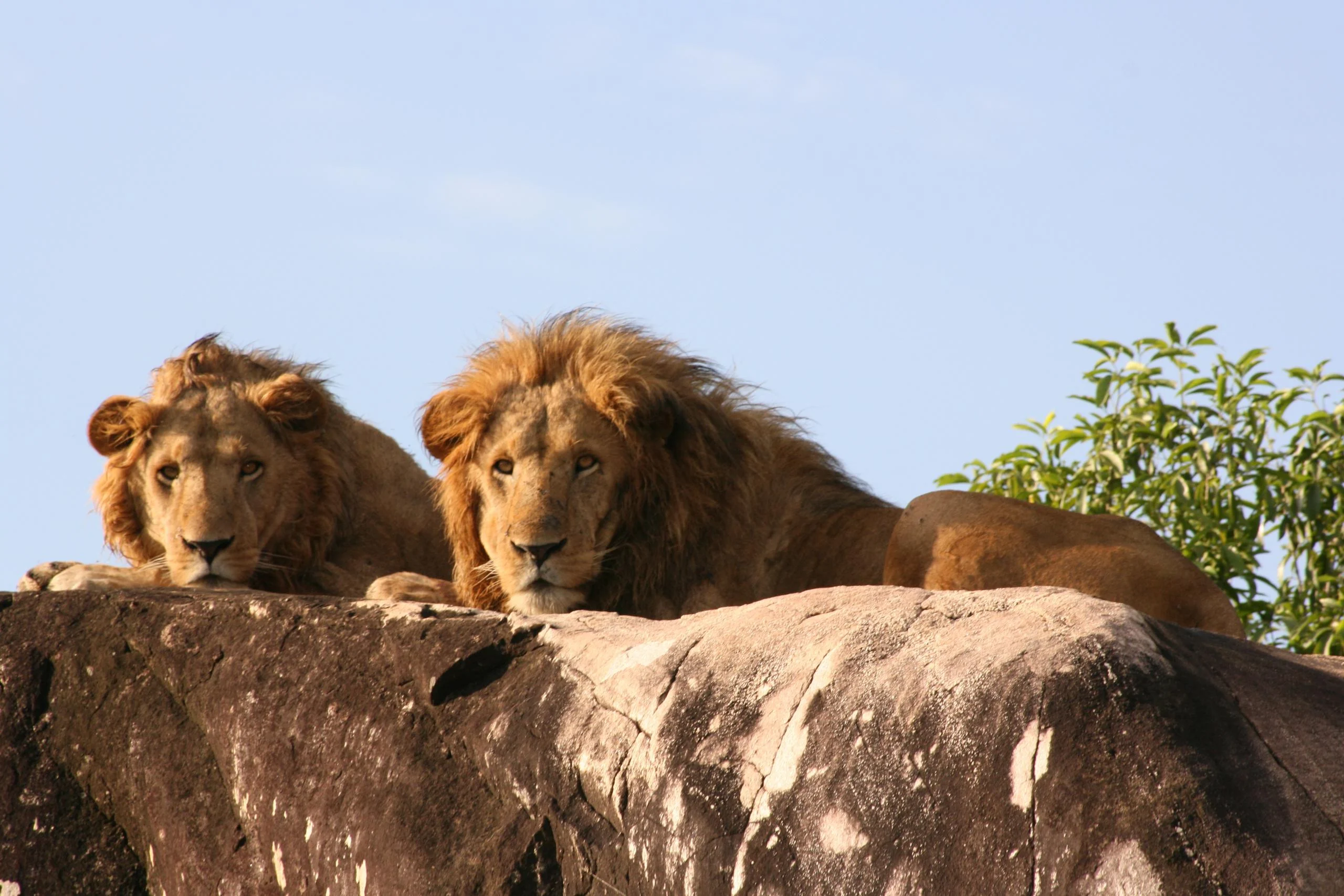 Two male lion resting on a rock